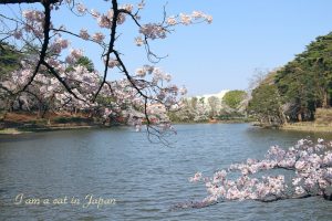 Omiya Park pond cherry blossoms