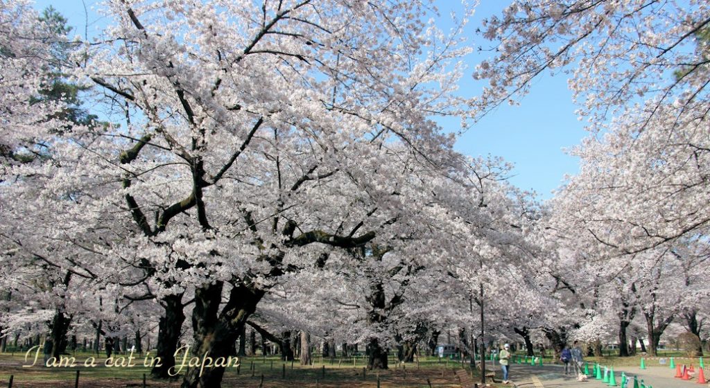 Omiya Park cherry blossoms