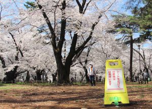 Omiya Park cherry blossoms