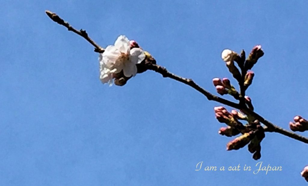 Cherry blossoms bloom in Tokyo