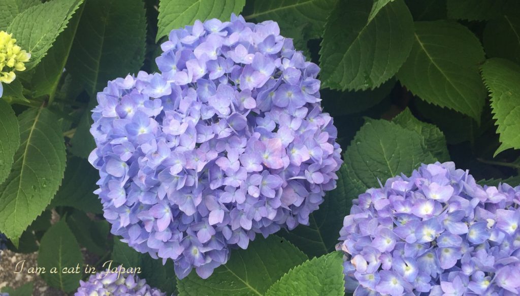 hydrangea