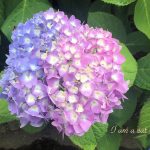 hydrangea