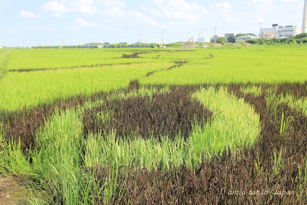 Rice paddy art in 2021 Gyoda from a close distance