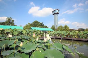 Tower at Ancient lotus museum in Gyoda